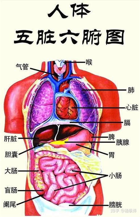 身體部位|人体器官